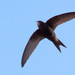 Western Common Swift - Photo (c) pau.artigas, some rights reserved (CC BY-SA)