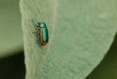 Smaragdina limbata