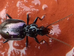Platyninae