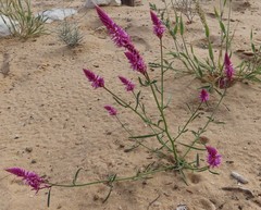 Hermbstaedtia fleckii