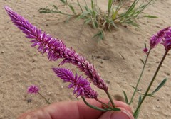 Hermbstaedtia fleckii