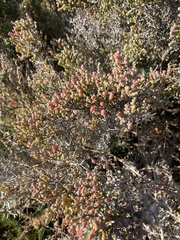 Tecticornia arbuscula