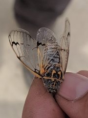 Cicadatra querula