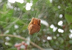 Cyrtophora exanthematica