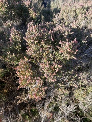 Tecticornia arbuscula