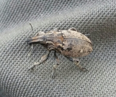 Leucophyes pedestris