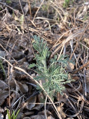 Artemisia messerschmidtiana