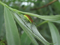 Chlorophanus vittatus