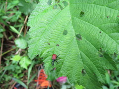 Apoderus jekelii