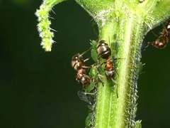 Aphis urticata