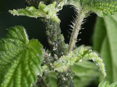 Aphis urticata
