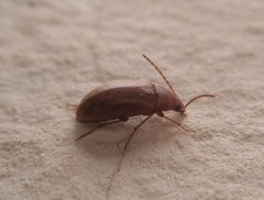 Coleoptera