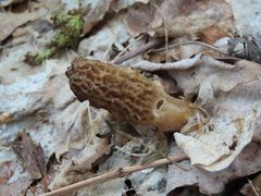 Morchella angusticeps