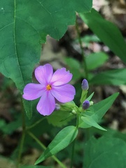 Phlox carolina