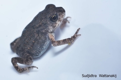 Duttaphrynus melanostictus