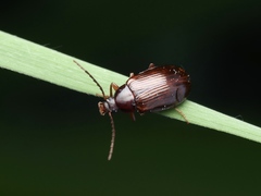 Gonodera luperus