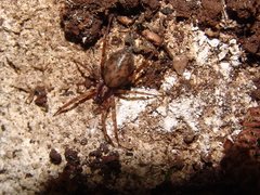 Liocranum