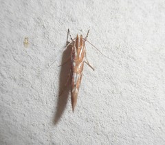 Pyroderces argyrogrammos