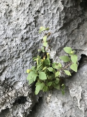 Erythranthe taylorii