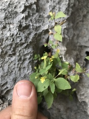 Erythranthe taylorii