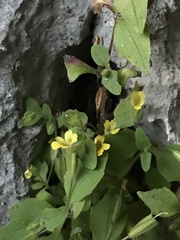 Erythranthe taylorii