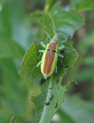 Chlorophanus vittatus