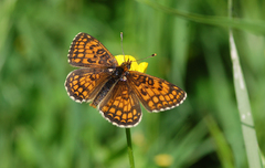 Melitaea aurelia