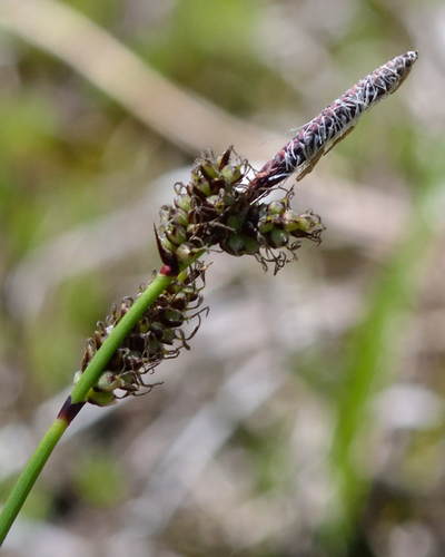 Carex ericetorum (Carex ericetorum)