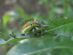 Chlorophanus vittatus