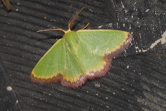 Eucrostes indigenata