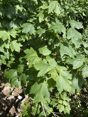 Acer opalus