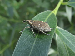 Lepyrus palustris