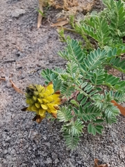 Dalea lutea