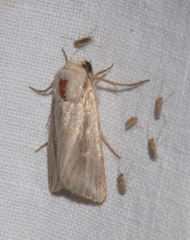 Mythimna congrua