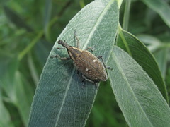 Lepyrus palustris