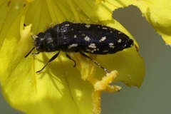 Acmaeodera ornata