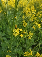 Barbarea vulgaris