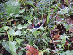 Heliconiini