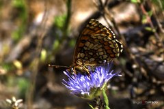 Melitaea deione