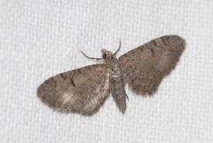 Eupithecia ultimaria