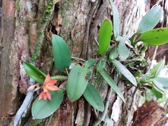 Cattleya cernua