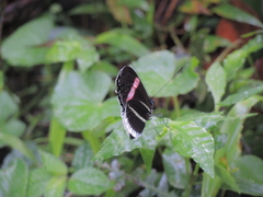 Heliconiini