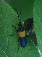 Desmocerus palliatus