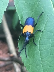 Desmocerus palliatus