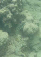 Thalassoma trilobatum