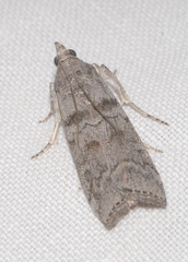 Dioryctria mendacella