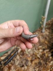 Plestiodon tetragrammus
