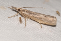 Agriphila tersellus