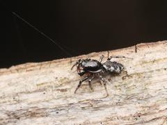Salticus zebraneus