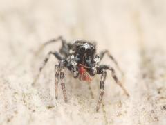 Salticus zebraneus